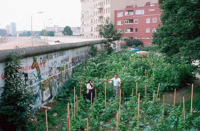 Ein Foto mit Nutzpflanzen in einem Garten umsäumt von der Mauer und Häusern.